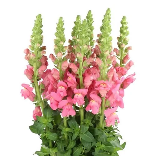 Antirrhinum Avignon Rose
