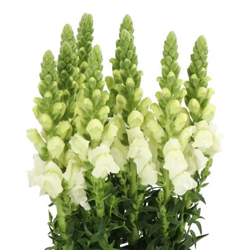 Antirrhinum Avignon White
