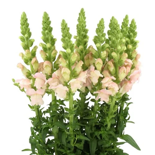 Antirrhinum Costa Silver