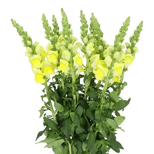 Antirrhinum Legend Yellow