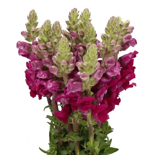 Antirrhinum Maryland Red