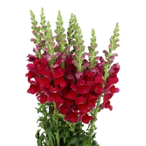 Antirrhinum Opus Red