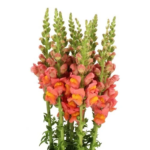 Antirrhinum Potomac Dark Orange