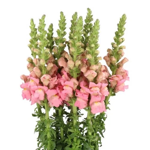 Antirrhinum Potomac Early Pink