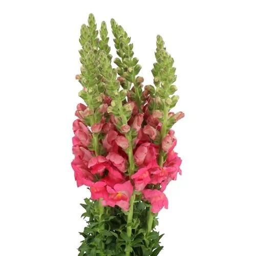 Antirrhinum Potomac Pink