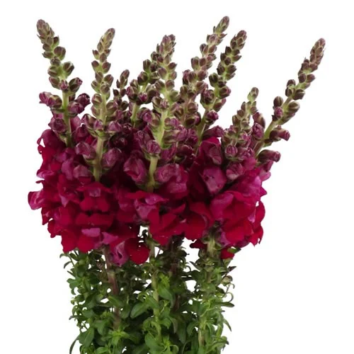 Antirrhinum Toulon Velvet