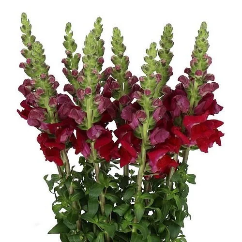 Antirrínio Antibes Red no Catálogo de Flores da Florália