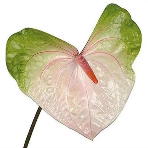 Antúrio Acura com espata em tons rosa claro e verde