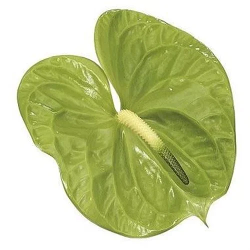 Antúrio Midori