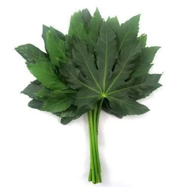 Aralia