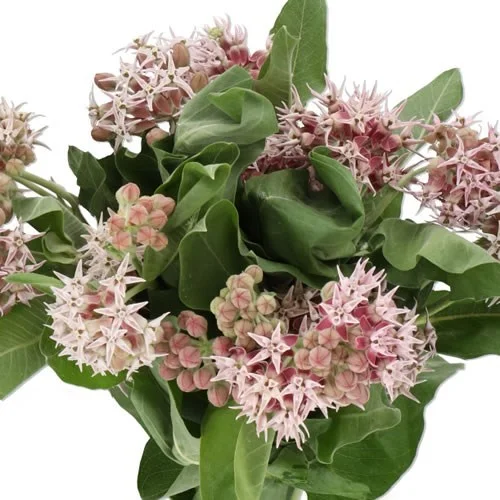 Asclepias Rosario