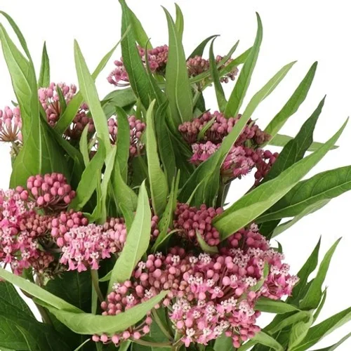 Asclepias Soulmate
