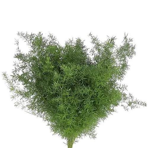 Asparagus Sprengeri