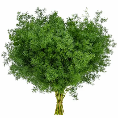 Asparagus Umbellatus
