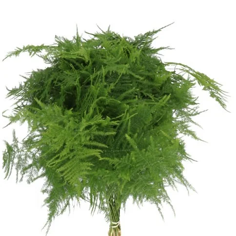 Asparagus