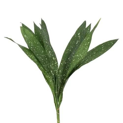 Aspidistra Milky Way