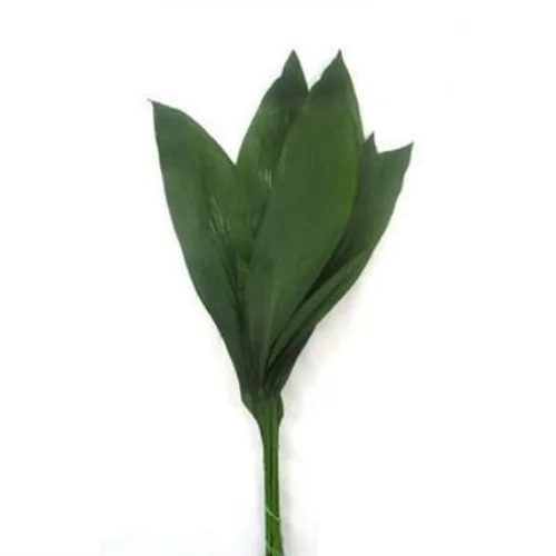 Aspidistra