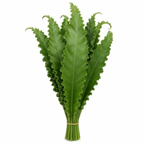 Asplenium Osaka