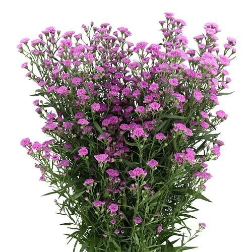 Aster Astee Mini Baby Pink