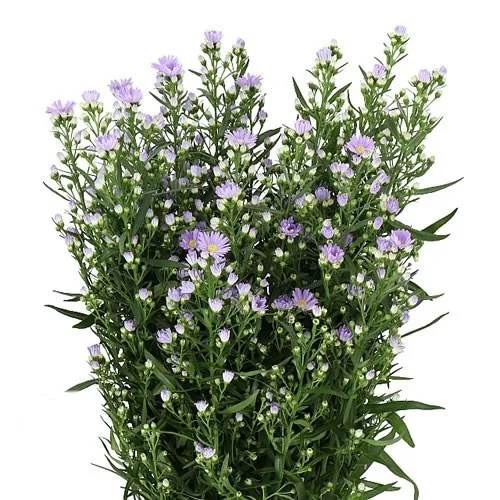 Aster Cassandra