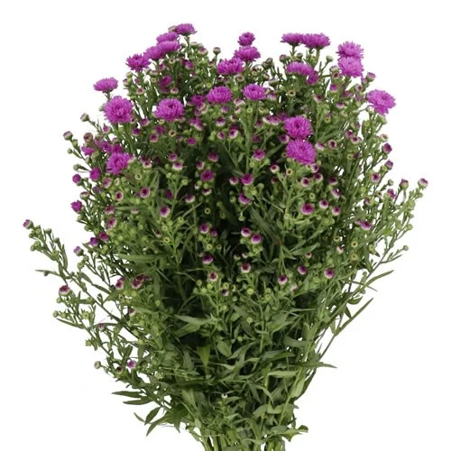 Aster Flash