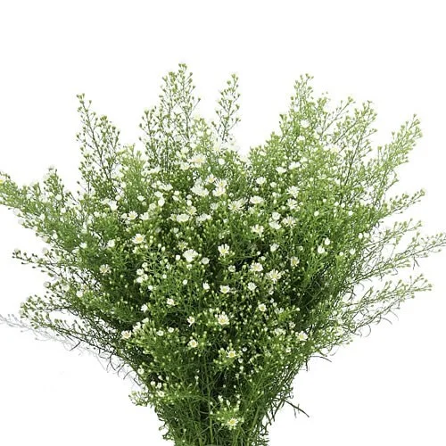 Aster Monte Cassino
