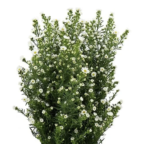 Aster Paquita