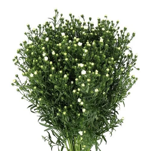 Aster Pretty Wendy