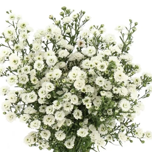 Aster White Gypsy