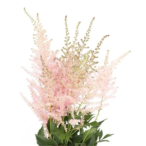 Astilbe Avalanche