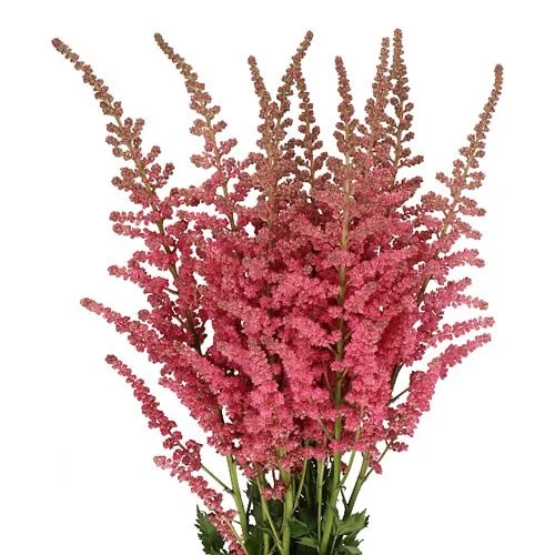 Astilbe Coral Island no Catálogo de Flores da Florália
