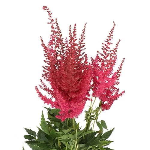 Astilbe Else Schluck