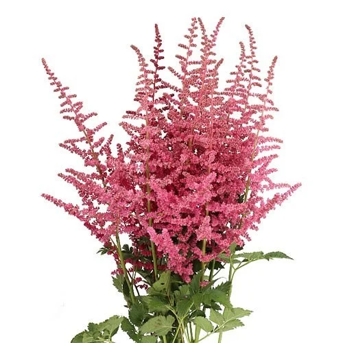 Astilbe Loud Proud