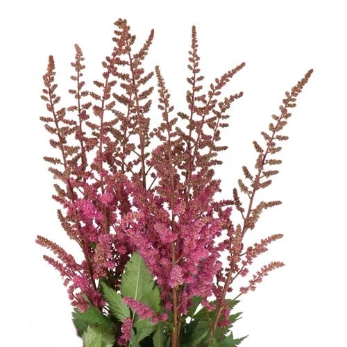 Astilbe Maggie Daley