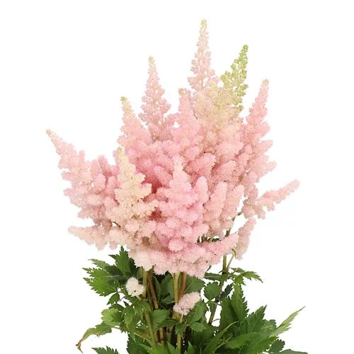 Astilbe Vision Inferno