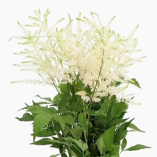 Astilbe Washington