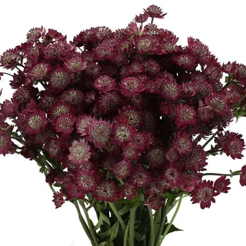 Astrantia Star of Joy