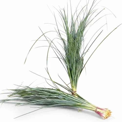 Beargrass