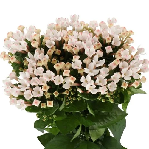 Bouvardia Blossom