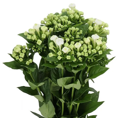 Bouvardia White Sensation