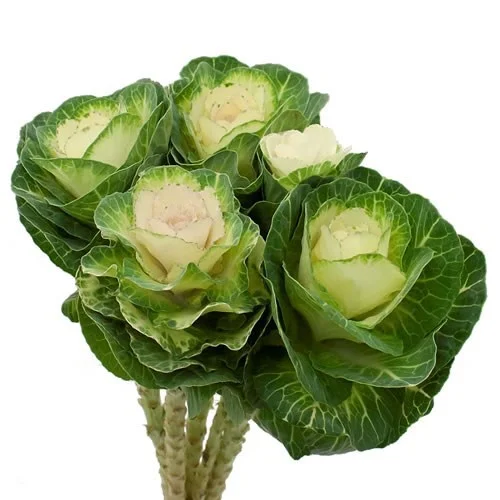 Brassica Agathana