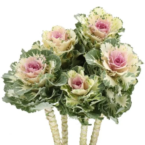 Brassica Akilina