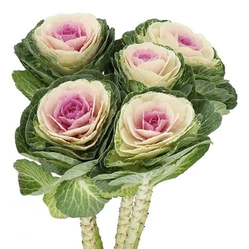 Brassica Bicolor Crane