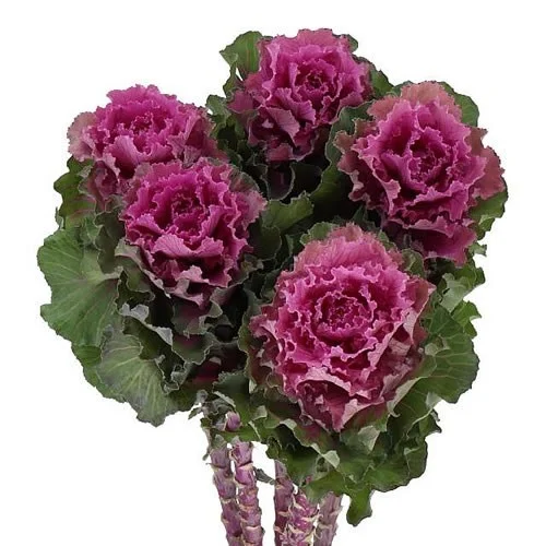 Brassica Bogdana