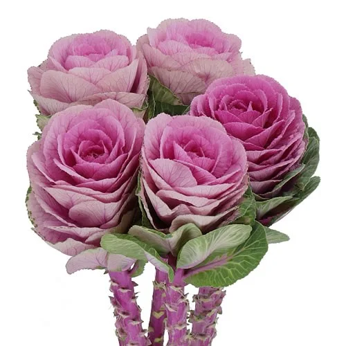 Brassica Bright Rose