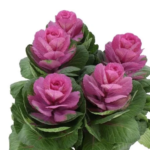 Brassica Crane Carmine