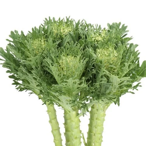 Brassica Crane King