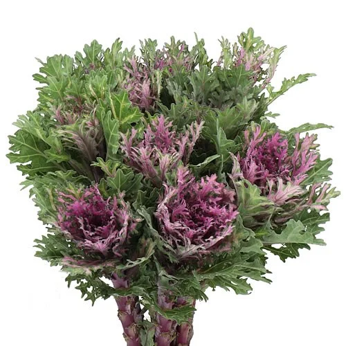 Brassica Crane Queen