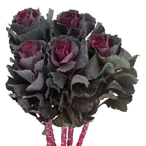 Brassica Elegance