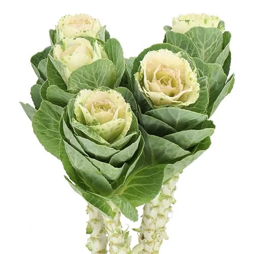 Brassica Empire Anna no Catálogo de Flores da Florália